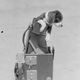 Illustration for article titled Vintage Photos Reveal Century-Long Obession with Dressing Up Pets
